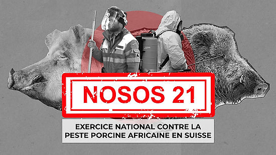 NOSOS2021 - National crisis exercise against African swine fever.